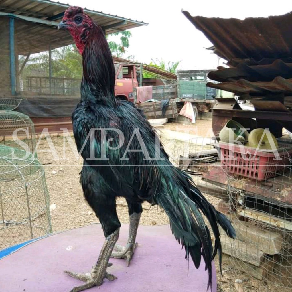 ayam Bangkok telur fertil ekor lidi sampartaka aduan super