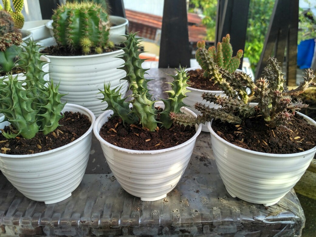 Kaktus Sumatra