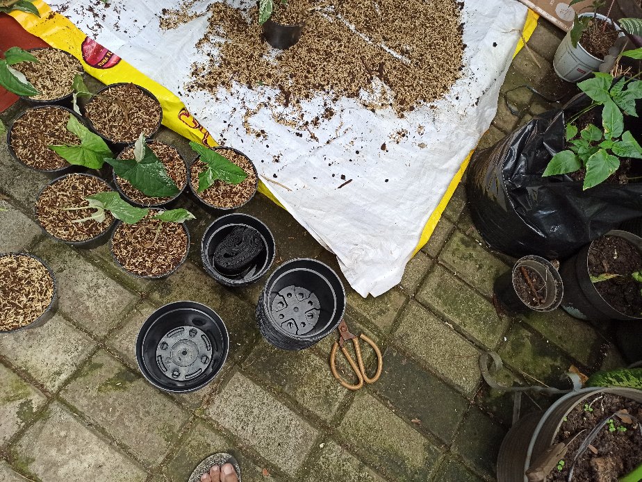 Polybag / Polibek Semai Ukuran 18 X 18 (50pcs) - 7003