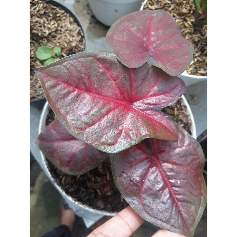 MURAH Caladium Red Devil Remaja Keladi Merah