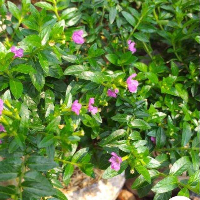 Bunga Taiwan ungu / benih herbal / hiasan taman
