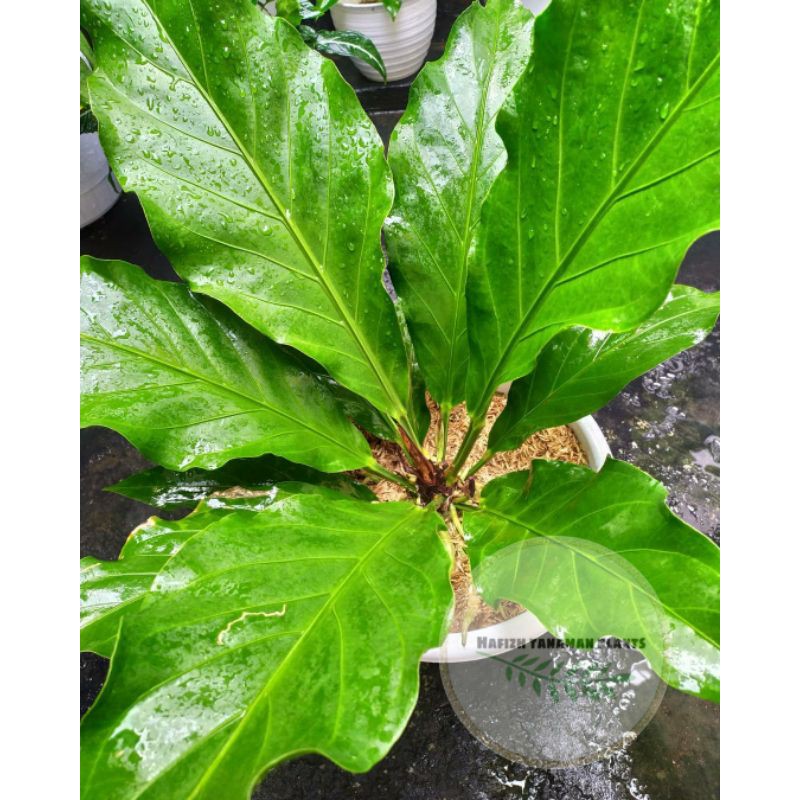 PROMO!! Tanaman Hias Anthurium Gelombang Cinta - Tanaman Hidup-,Bunga Hidup Murah Bunga Hiasan rumah