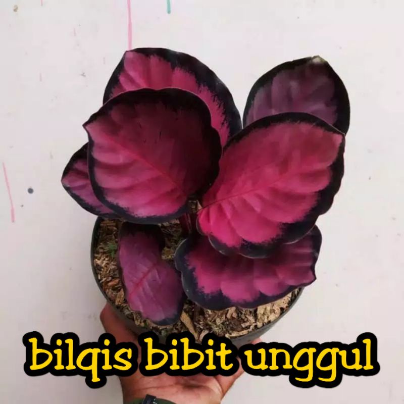 bunga Calathea calatea Crimson_bunga Calathea Crimson