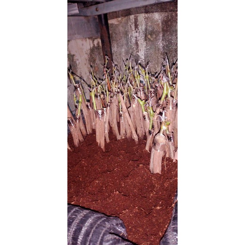 

cutting grafting anggur import super