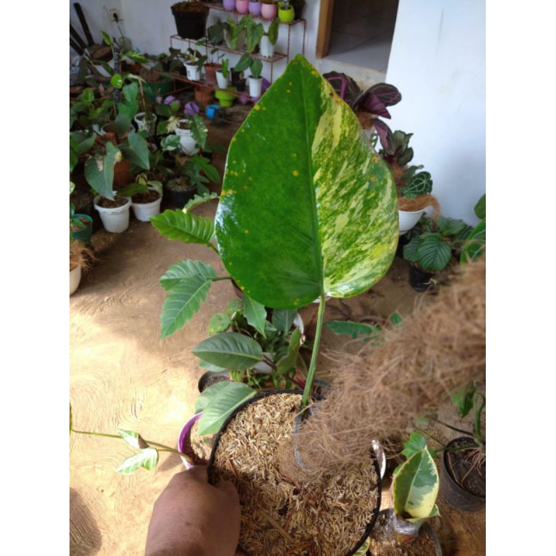 bonggolan marmorata monstera varigata