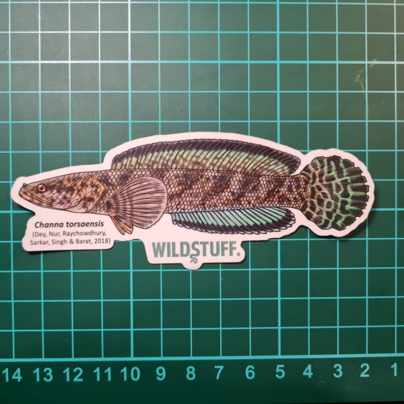 STICKER CHANNA TORSAENSIS