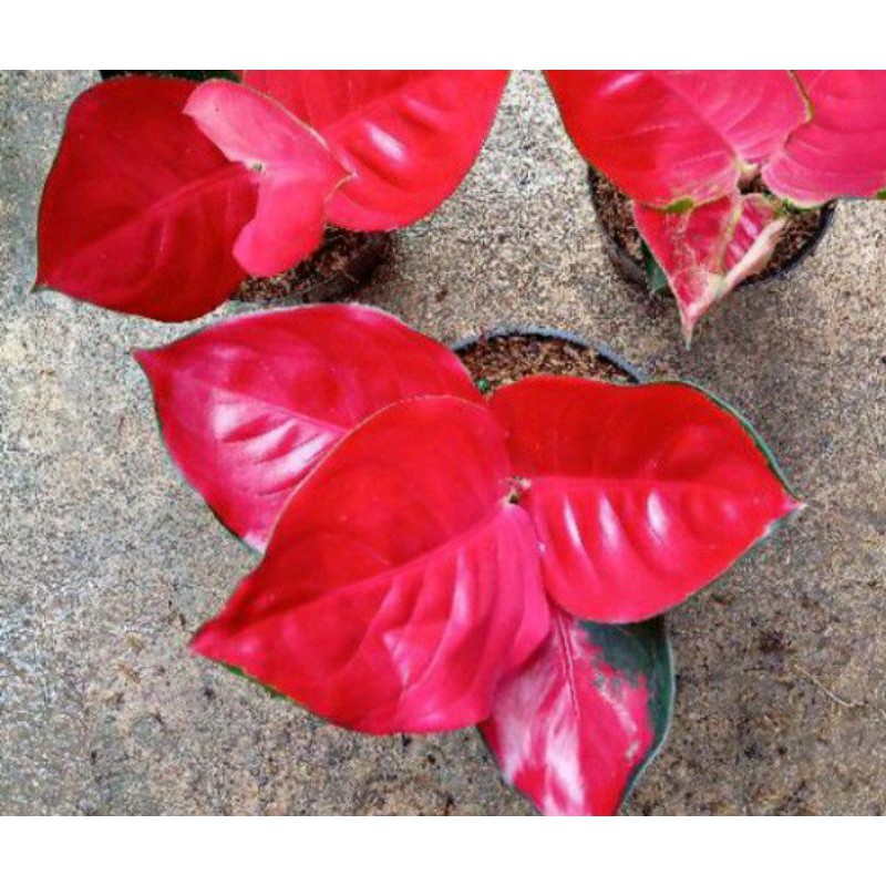 aglonema suksom jaipong cultur/suksom culture super spesialaglonema suksom jaipong