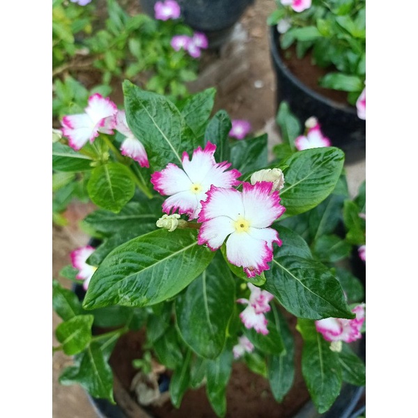 BIBIT BUNGA VINCA JEPANG  KRIWIL