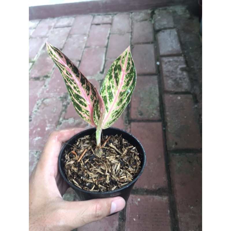 Baby Pride of Sumatra Mutasi