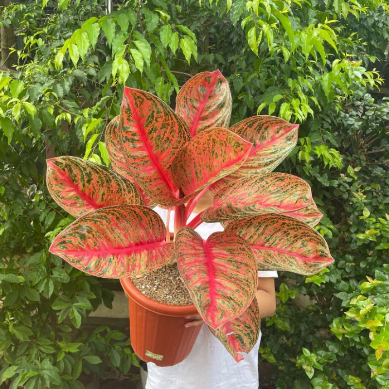 tanaman hias aglonema anakan widuri lilin