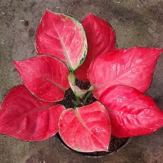 Asli Murah Aglonema Merah Pink Anjamani Full Red 6-7 daun (BISA COD) / Tanaman Hias Aglaonema Bunga Hidup Murah Bukan Bonggol Bibit