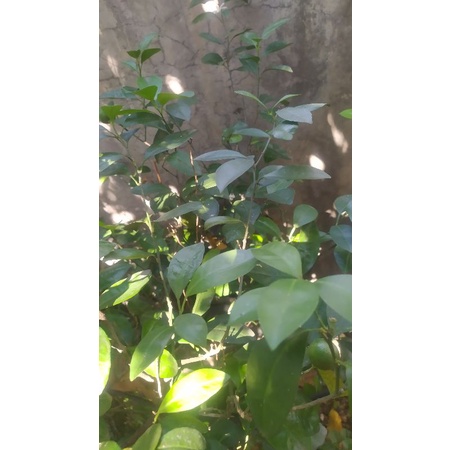 

Daun Jeruk 25 gr