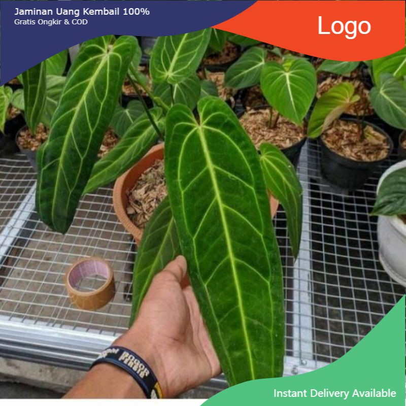NEWS Anthurium Lidah Gajah bonggol siap tumbuh  J8M
