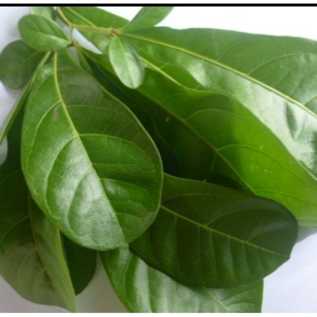 

10 lembar DAUN HERBAL DAUN MAJA SEGAR / DAUN BERENUK DAUN BUAH MAJA