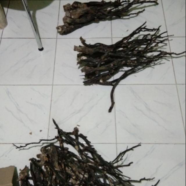 Akar bahar bahan kiloan