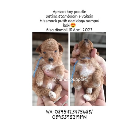 Jual Apricot Toy Poodle Female