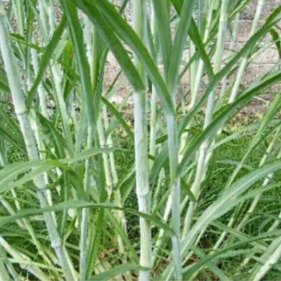 Bibit Rumput Pakchong 1 KG |Gudang media tanam