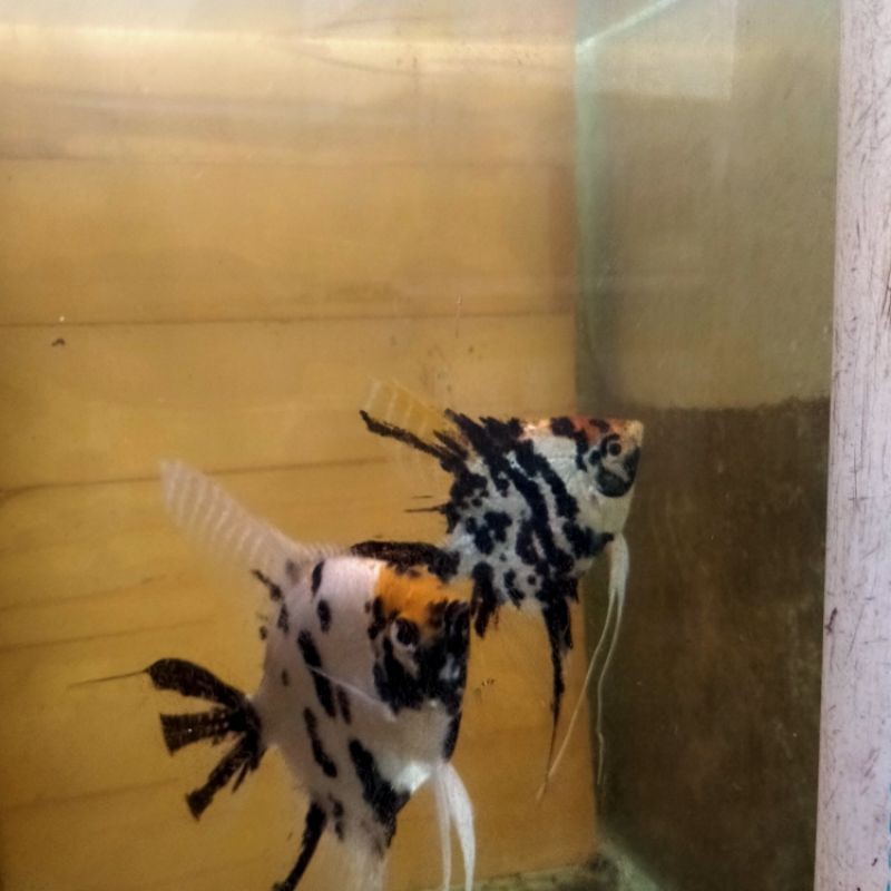 Indukan Manfish Tricolour