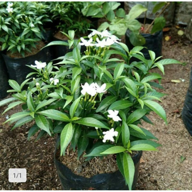 Tanaman Hias Sabrina Bunga Sabrina