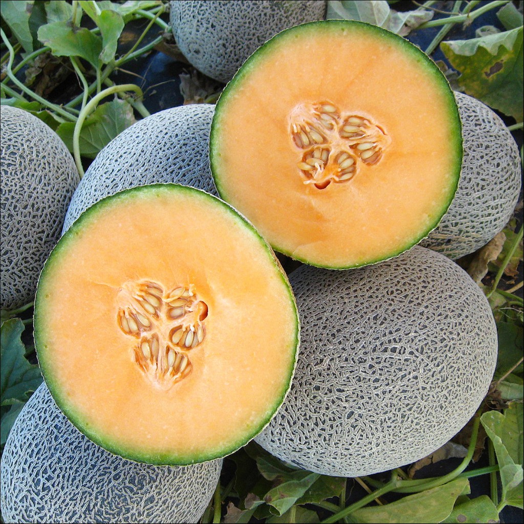 Benih/Bibit Rock Melon Okasa F1 (Bintang Asia)