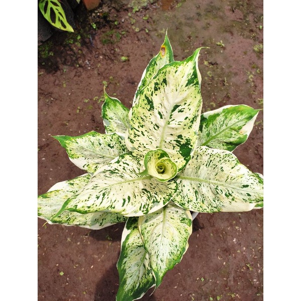 DIVEN LUKISAN CINTA / DIVEN / TANAMAN HIAS DIVEN