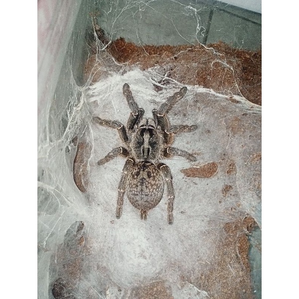 Kartu Gambar Tarantula Ceratogyrus Darlingi / Rear Horned Baboon Tarantula