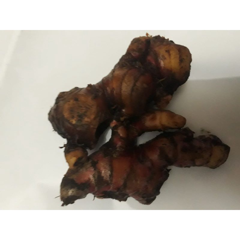 

JAHE MERAH SEGAR ASLI BARU PANEN
