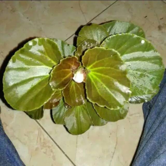 Tanaman pohon bunga begonia merah