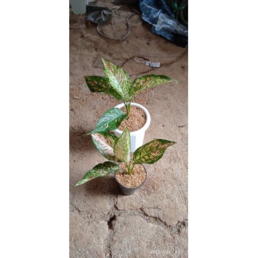 2 pot aglaonema ruby dinamit