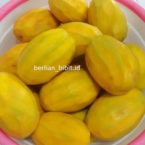 bibit mangga kweni super manis