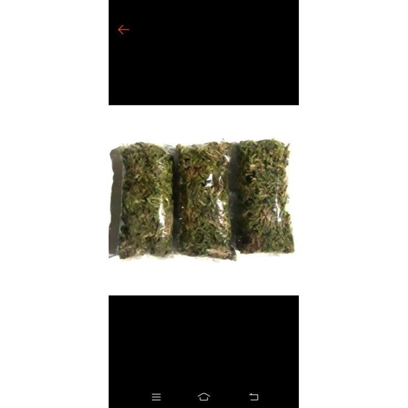 1kg media tanam lumut /MOS untuk anggrek,aglonema,skindapsus,alokasia,dan keladi