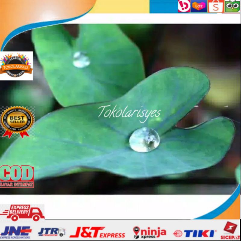 Bibit talas hias keladi hias ungu talas wulung