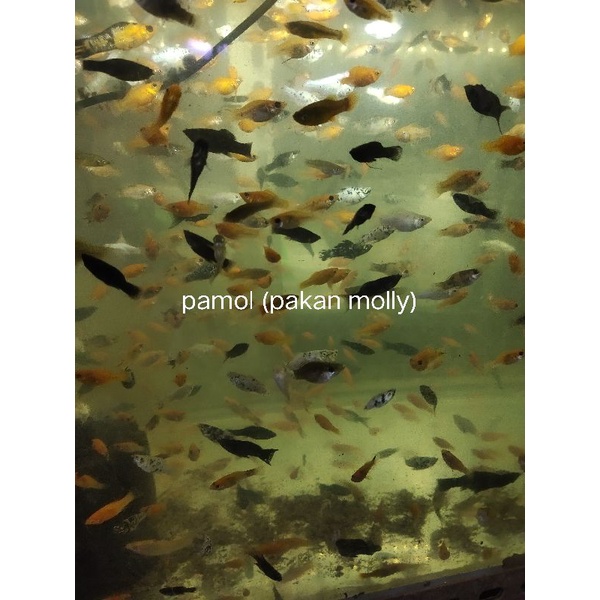 PAKAN IKAN PREDATOR MOLLY PAMOL