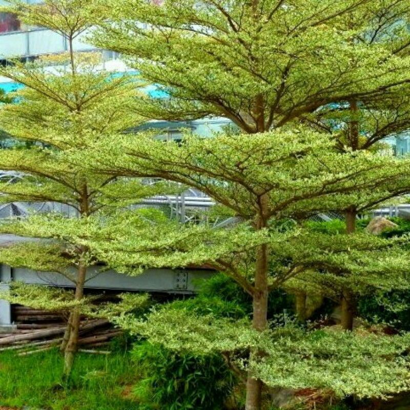 Ketapang Kencana Mantab/Pohon Ketapang Kencana/Ketapang Kencana