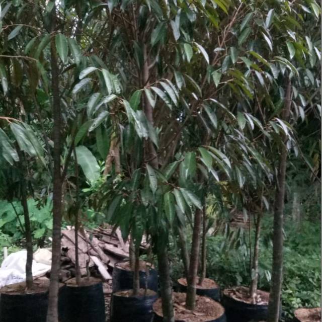 Jual Bibit Durian Bawor Dongkelan 80 1 M Pusatbibitdurian Com