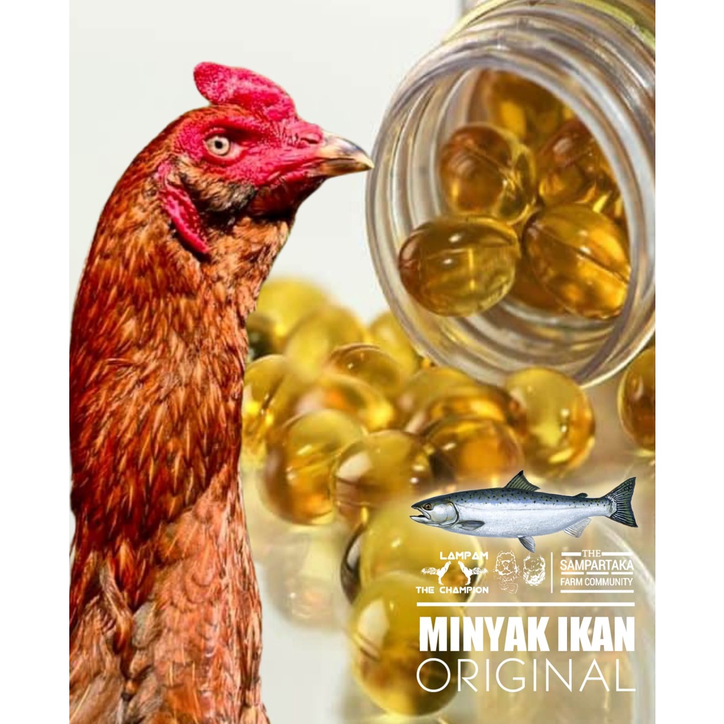 vitamin doping ayam bangkok minyak ikan penambah nafsu makan