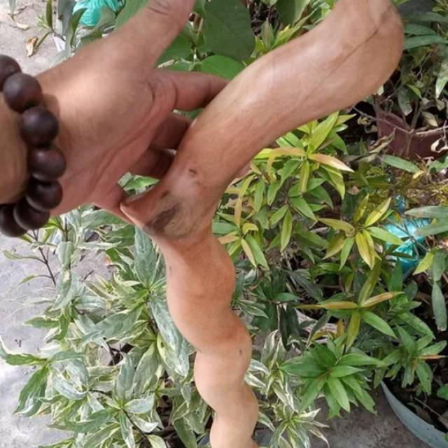 Tongkat jalan bidara