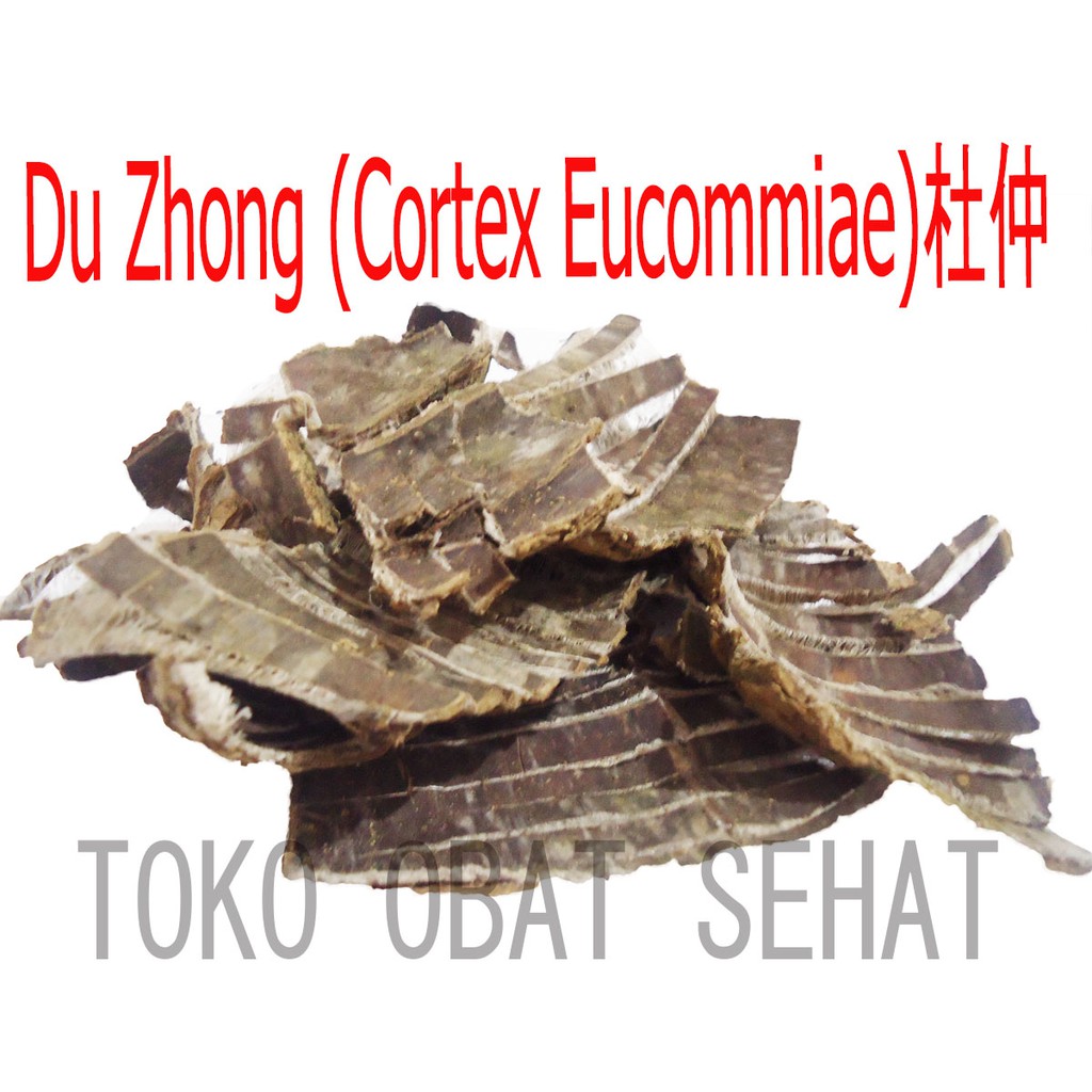 Du Zhong - Cortex Eucommiae - 杜仲 obat rematik - asam urat herbal