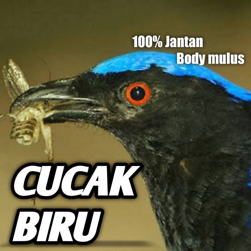 Burung Cucak Biru Jantan Dewasa Bunyi Rawatan Bukan cucak ijo Banyuwangi