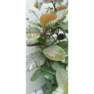 

daun ungu 100 g obat herbal ambeien