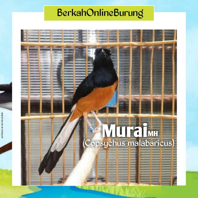 Burung Murai Batu MH JOSSS SUPER Jantan Ekor Panjang Prospek Rawatan