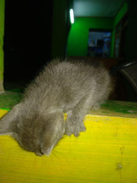 Zola_batik Batik Couple Gamis Brokat 2595 - Luna Barack - Habiba - Kelabang Ranting