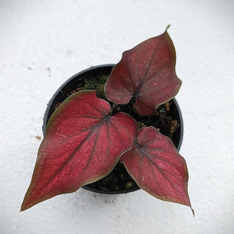 red stone CaladiumKilisuci CaladiumKilisuci