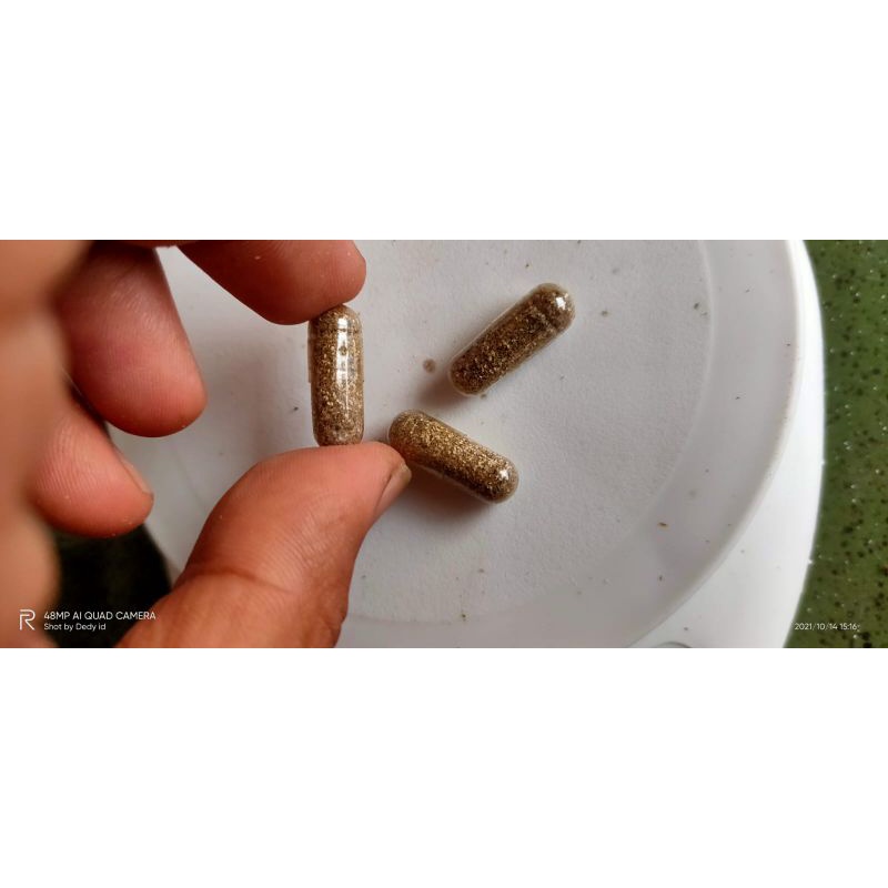 telur kutu air moina macrocopa