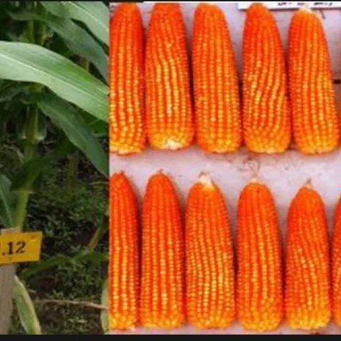 GROSIRR 1 KG BENIH JAGUNG KRISTAL SUPER