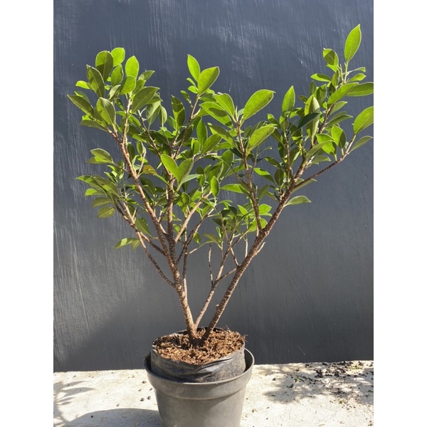 bahan bonsai kimeng ficus microcarpa murah