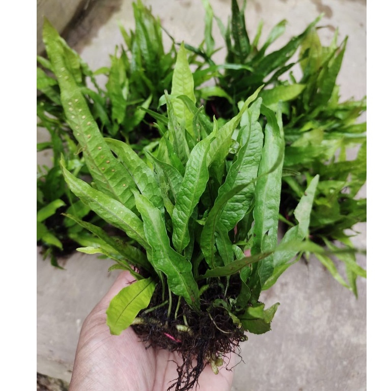 Jual Kadaka Java Fern Porsi Ikat Microsorum Pteropus Tanaman