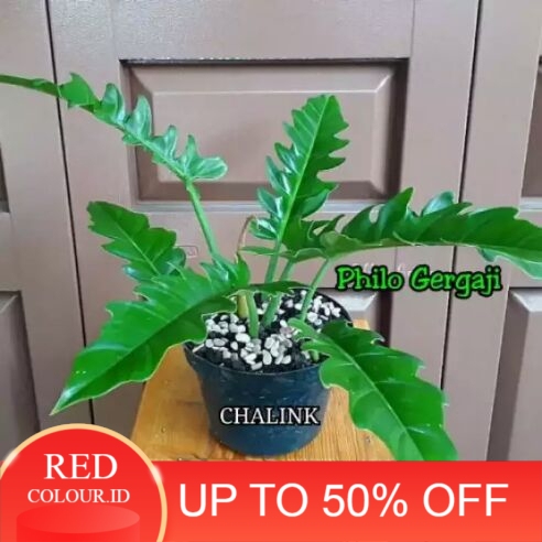 Tanaman Hias Philo Gergaji - Philodendron Gergaji - Monstera Gergaji - Tanaman Hias Hidup - Philo