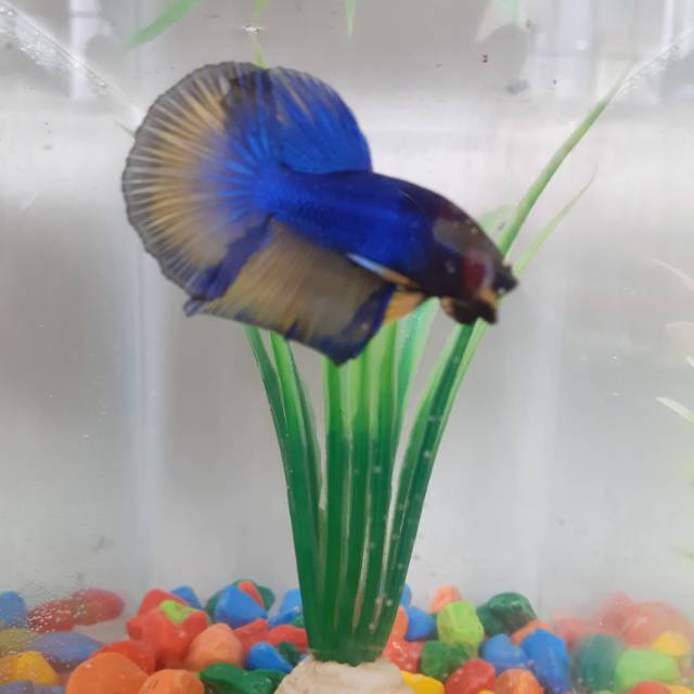 Ikan cupang hias halfmoon