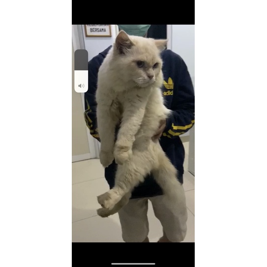 KUCING KITTEN Himalaya MIX NORWEGIAN